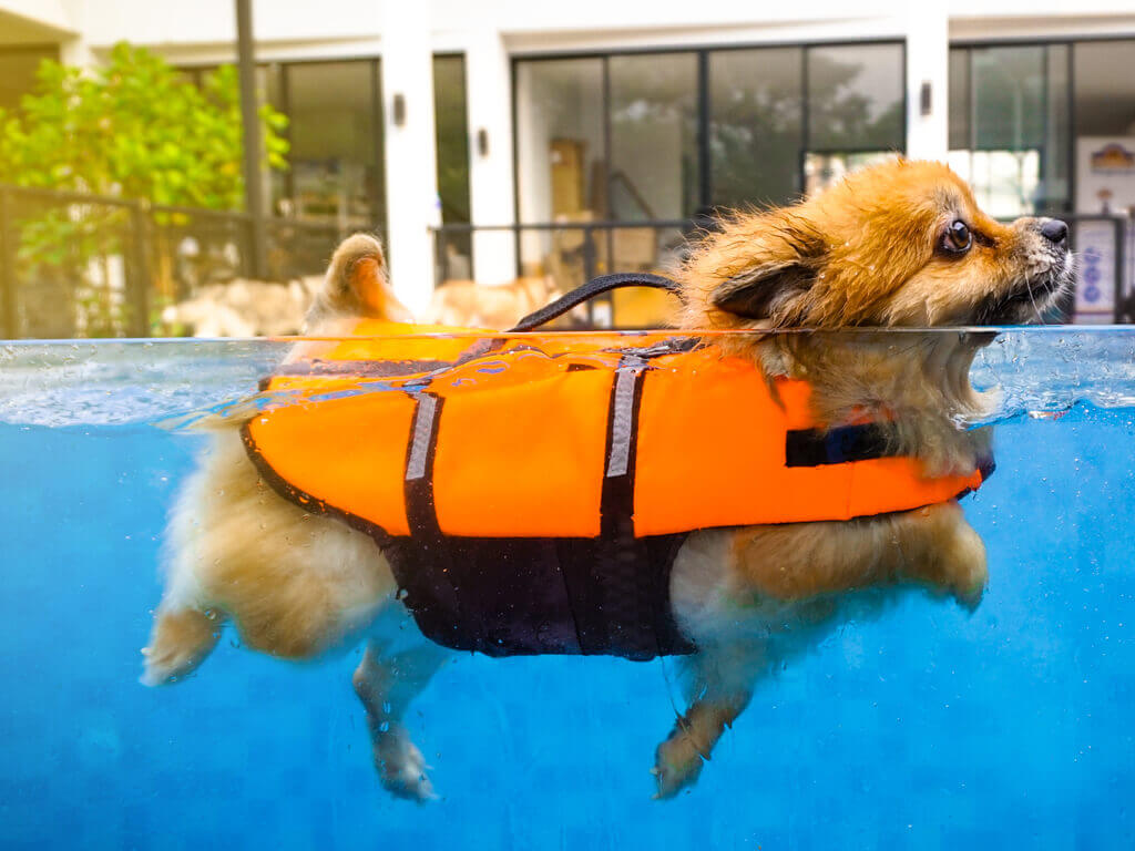 small brown dog swimming in a pool while wearing an orange life vest