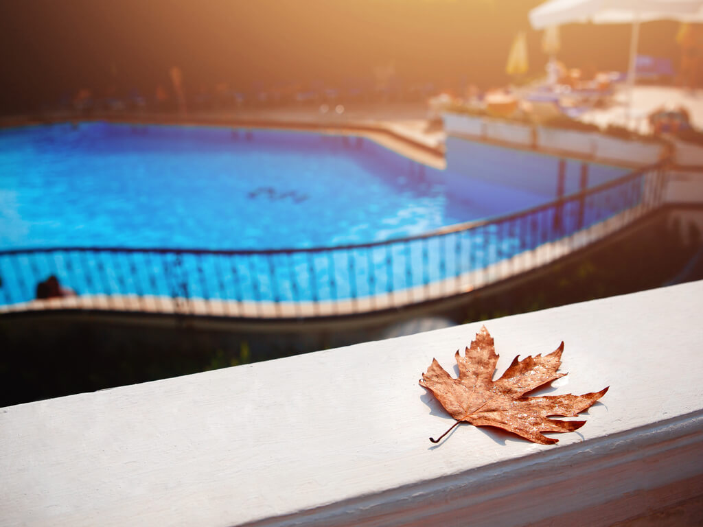 One maple leaf laying by a pool