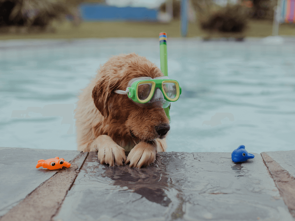 dog safety at the pool