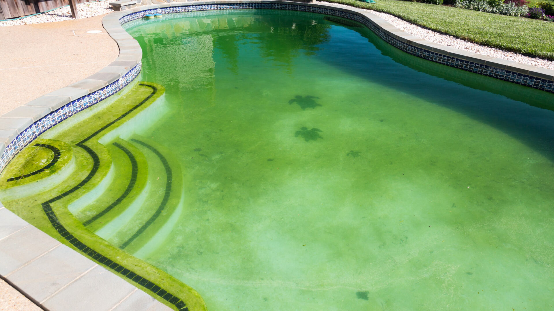 pool maintenance mistakes - pool algae
