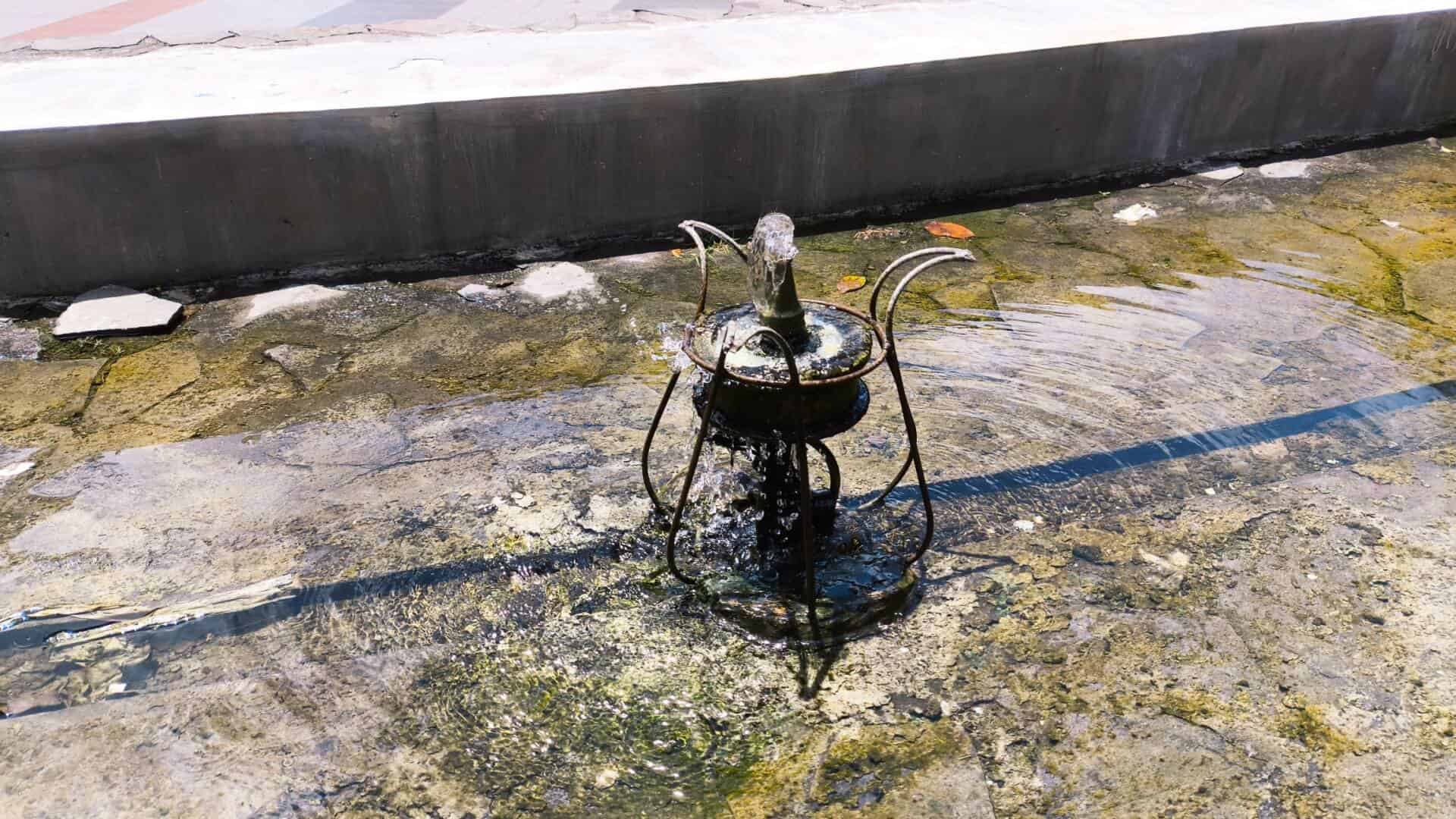 black algae